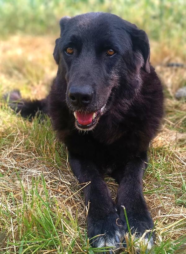 Connor, cerca casa (adozione del cuore) Foto 7